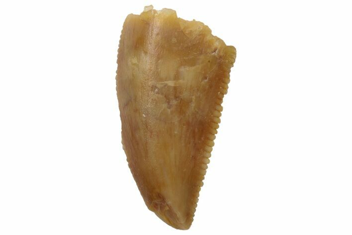 Serrated, Raptor Tooth - Real Dinosaur Tooth #189213